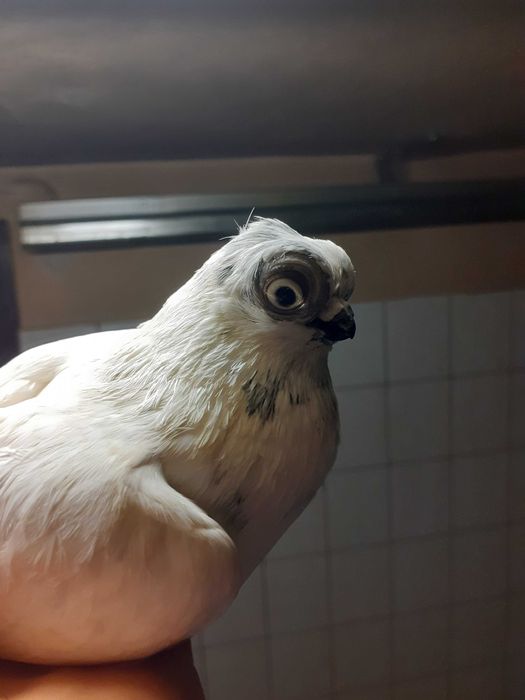 Gołębie Winery Szeki