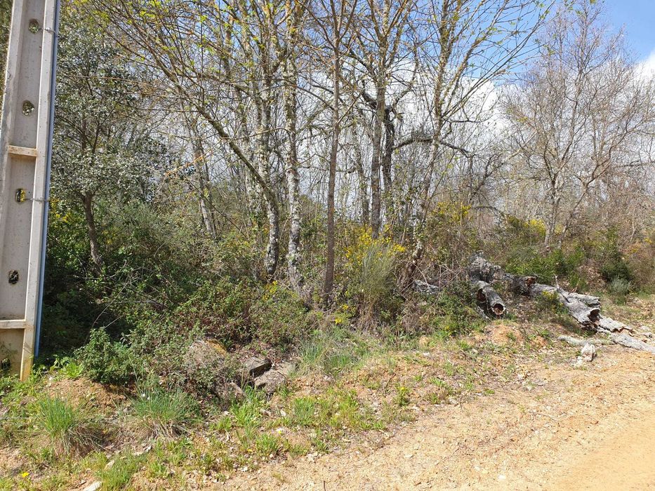 Terreno em Maçaira, Vinhas