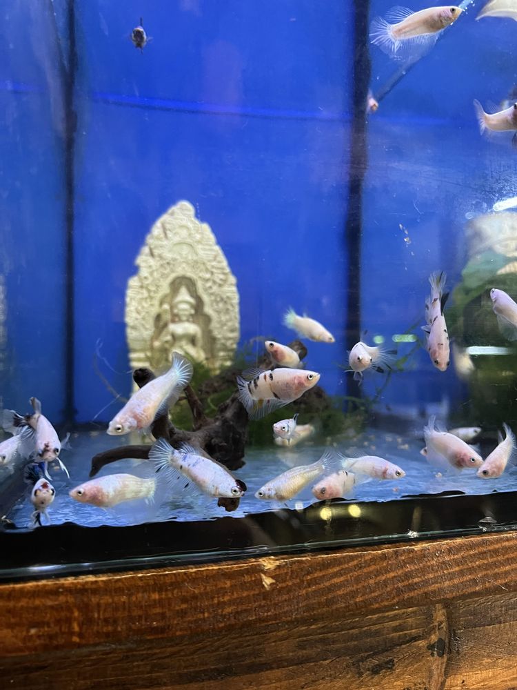 Bettas koi e azuis