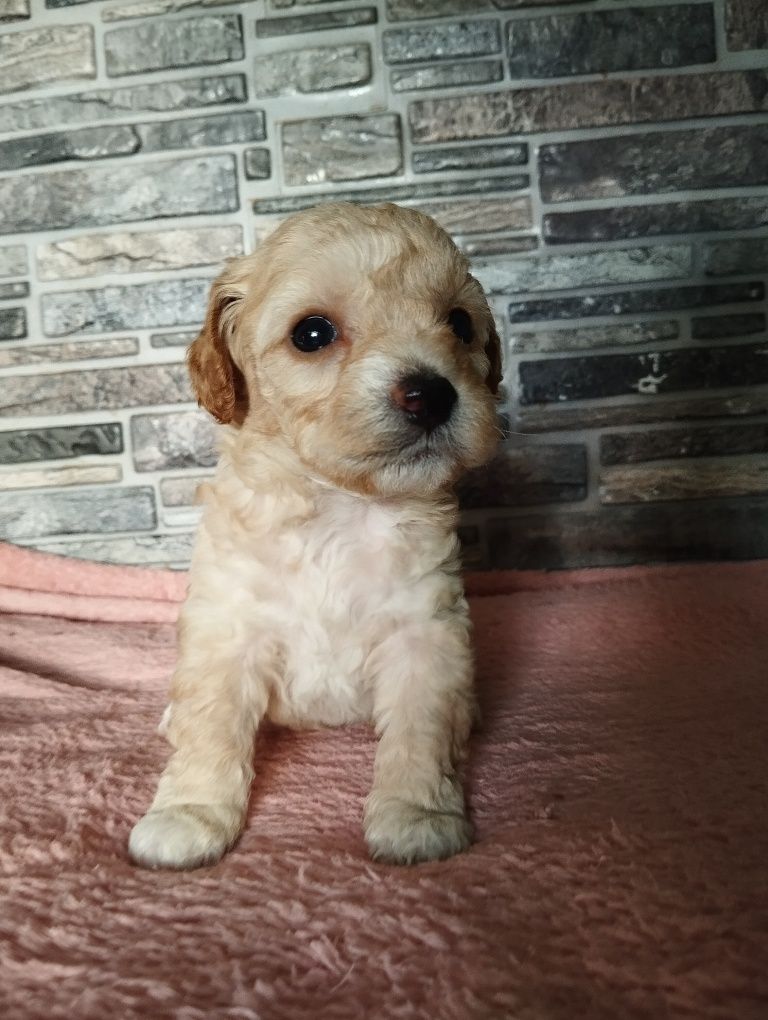 Suczka dziewczynka maltipoo f1b ( maltańczyk pudel maltipoo)