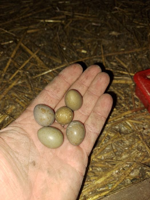 Jaja lęgowe przepiórek chińskich