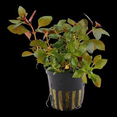 Ludwigia repens 'Rubin' – Planta aquática