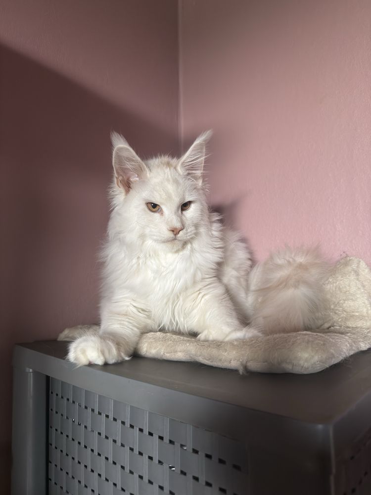 Kocurek maine coon