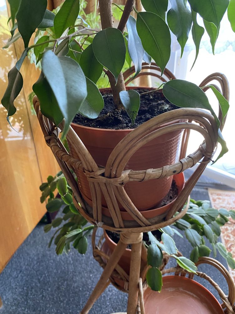 Fikus benjamin 80cm jednokolorowy