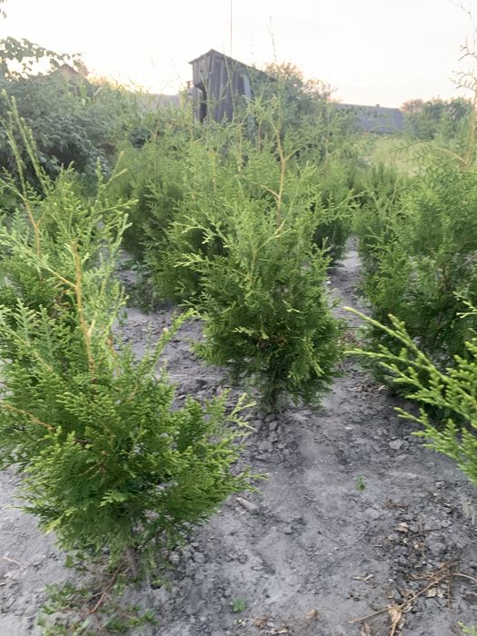 Смарагд кипарисовик колум туя плющ тис