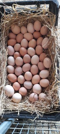 Ovos caseiros, biológicos (sem farinhas)