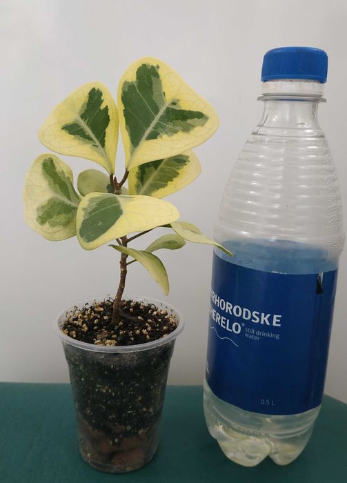 Продам фікус   Тріануляріс Коконат крем