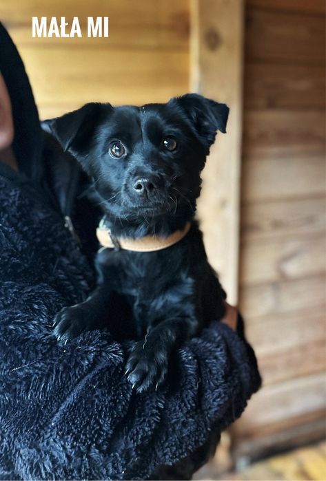 6 kg, 1,5 roczna Mała Mi. Szuka domu
