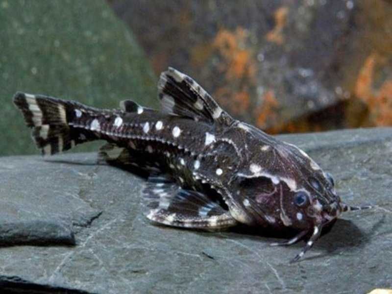 Agamix Kirys grzebykoczelny (Agamyxis pectinifrons) WYSYŁKA AKWAWIN