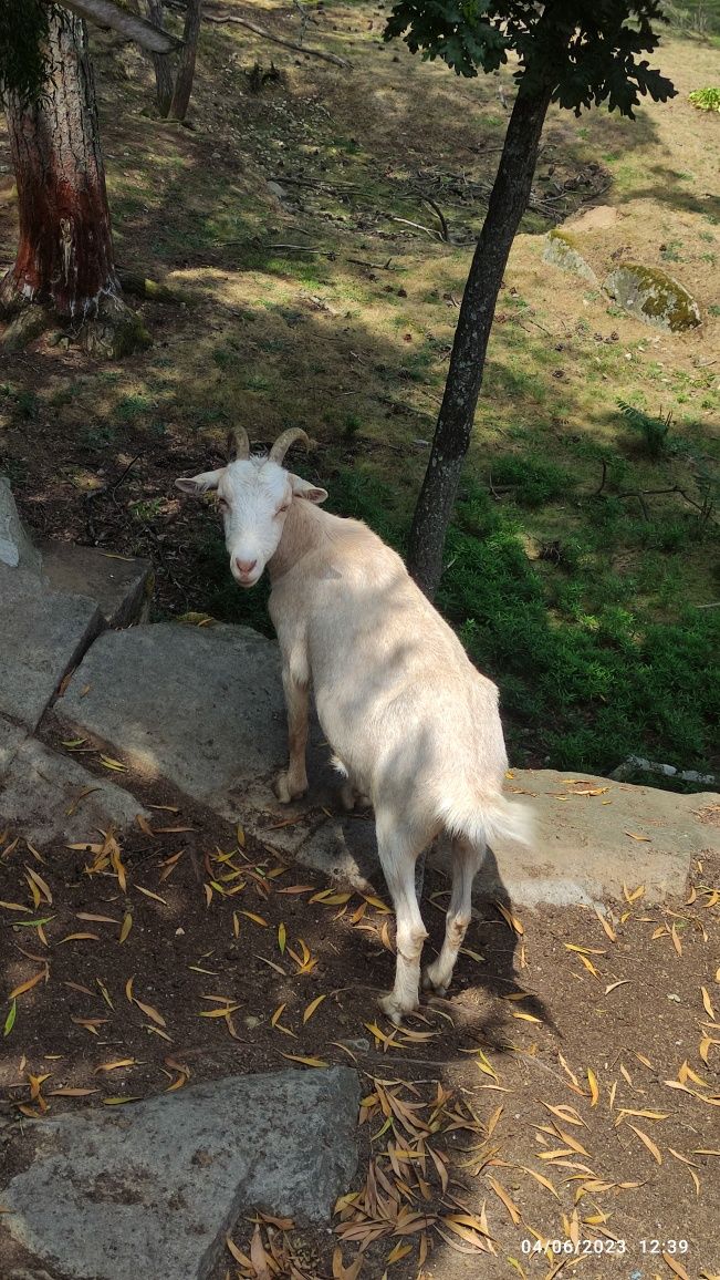 Cabras várias idades