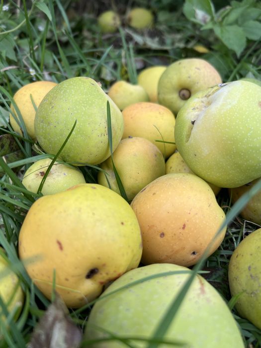 Pigwowiec naturalny nie pigwa naturalna bez nawozów