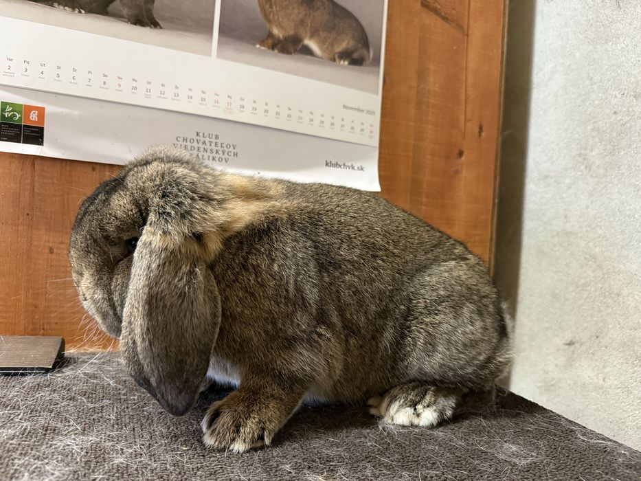 Mały baran Szary/króliki