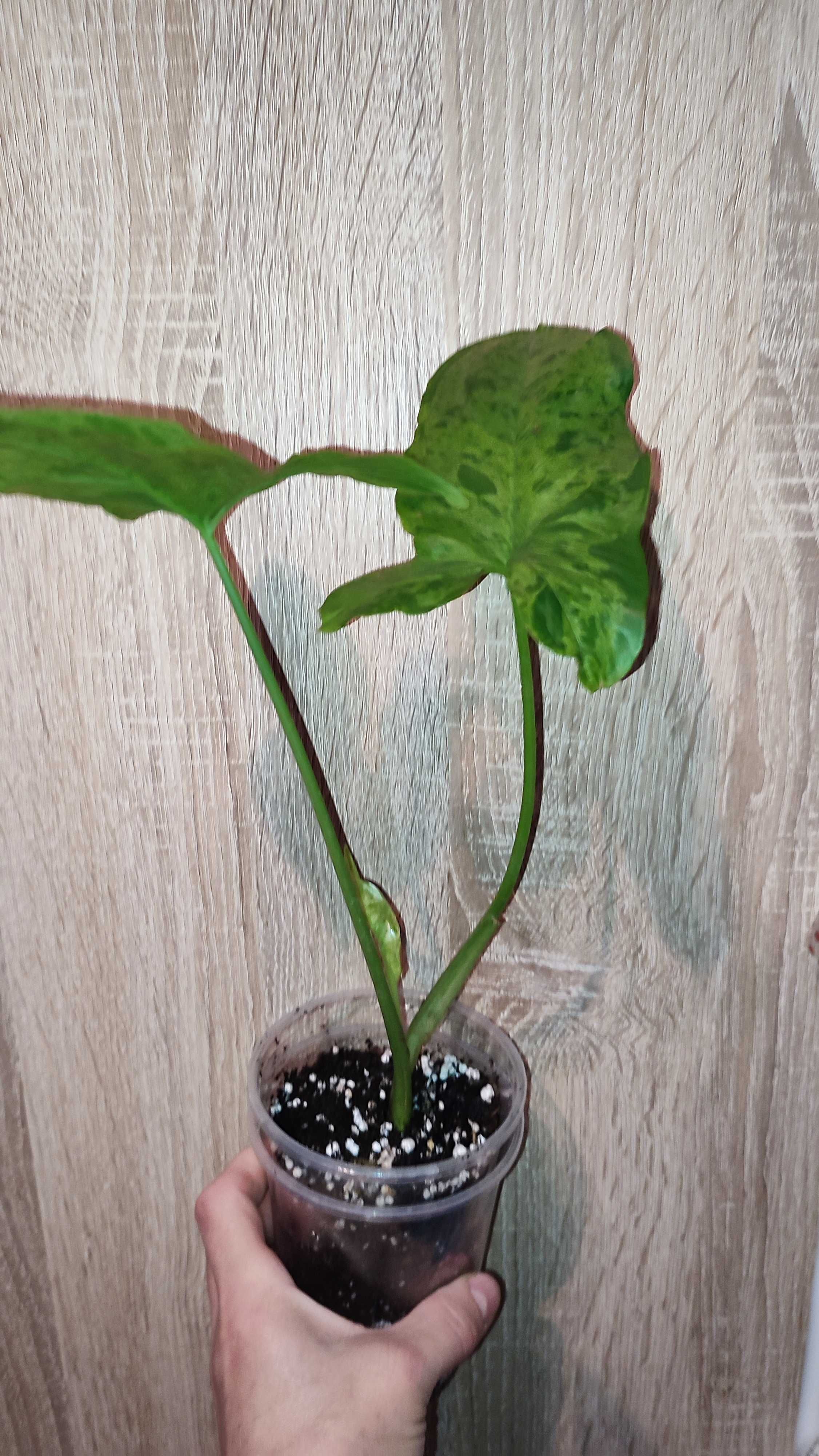 Syngonium Mottled Mojito