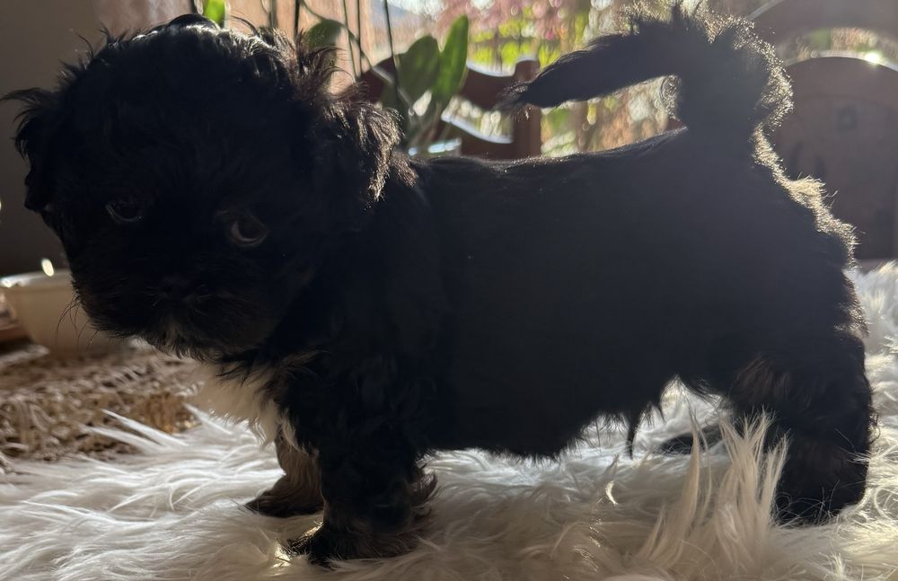 Piesek rasy shih tzu