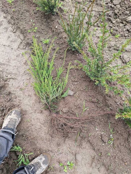 Cis pospolity 60 cm - 75 cm