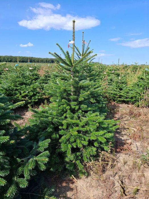 Jodła Kaukaska w donicy PREMIUM 150-175 cm/cięta od Tuchoinki.pl