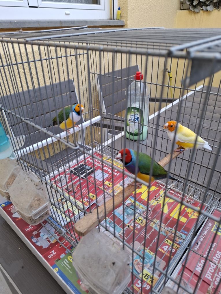 Lote Canarios e Diamantes Gould
