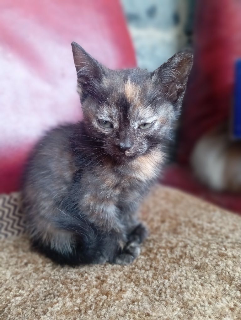Кошенята в добрі руки