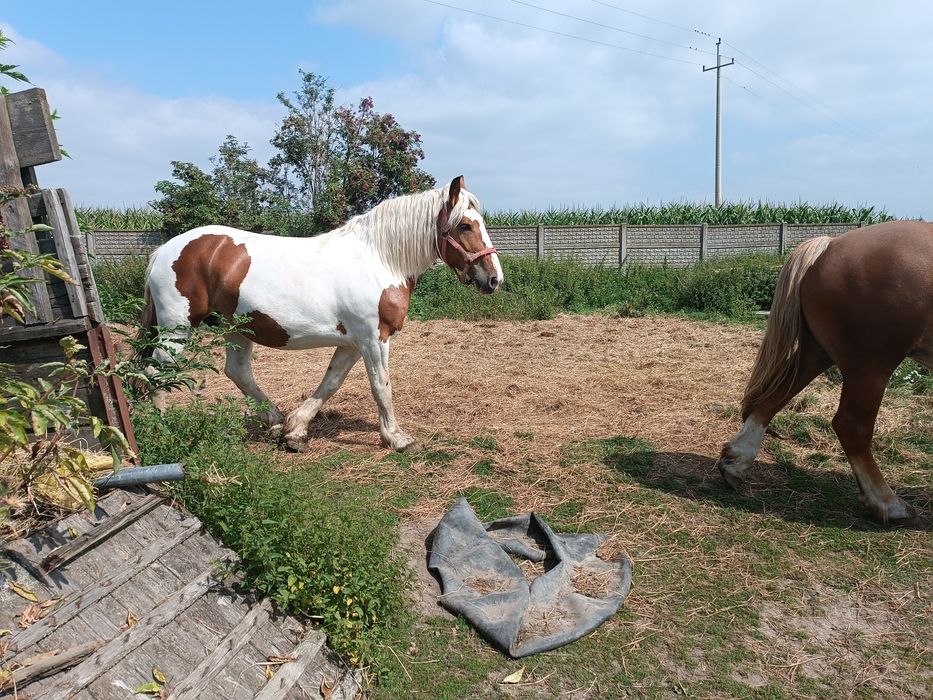 Koń klacz pogrobiony