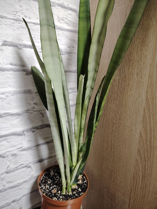 Сансевиерия Сильвер Квин, высокорослая.