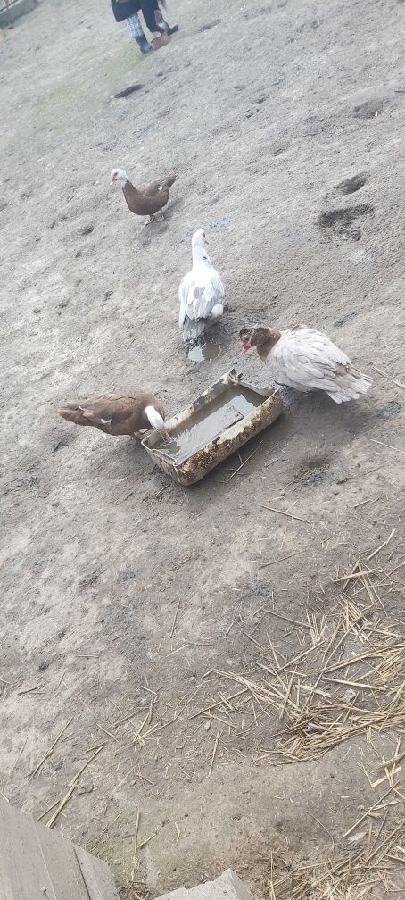 Jaja lęgowe kaczek francuskich piżmowych Wysyłka