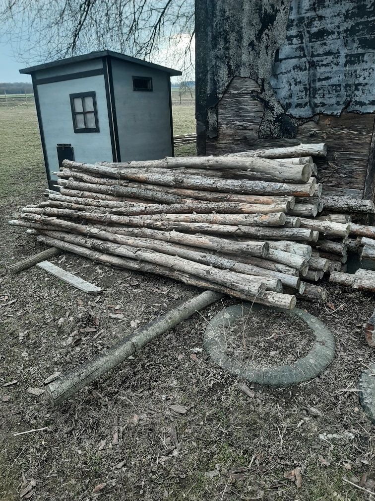 Stręmple drzewa 100 sztuk