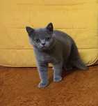 Gatinha British Shorthair Blue
