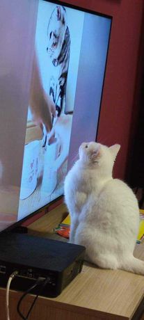 Unikatowa biała kotka szuka swojej rodziny