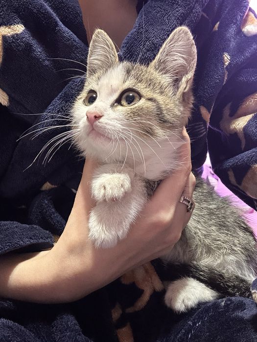 Котёнок в добрые руки!