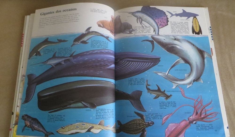 Passeio - Natureza Infanto - Juvenil Ilustrada