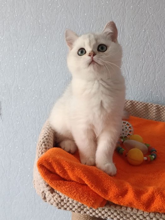 Цей малюк просто бомба