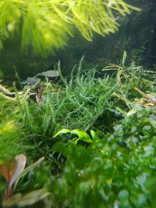 Mech Cameron 20 gałązek