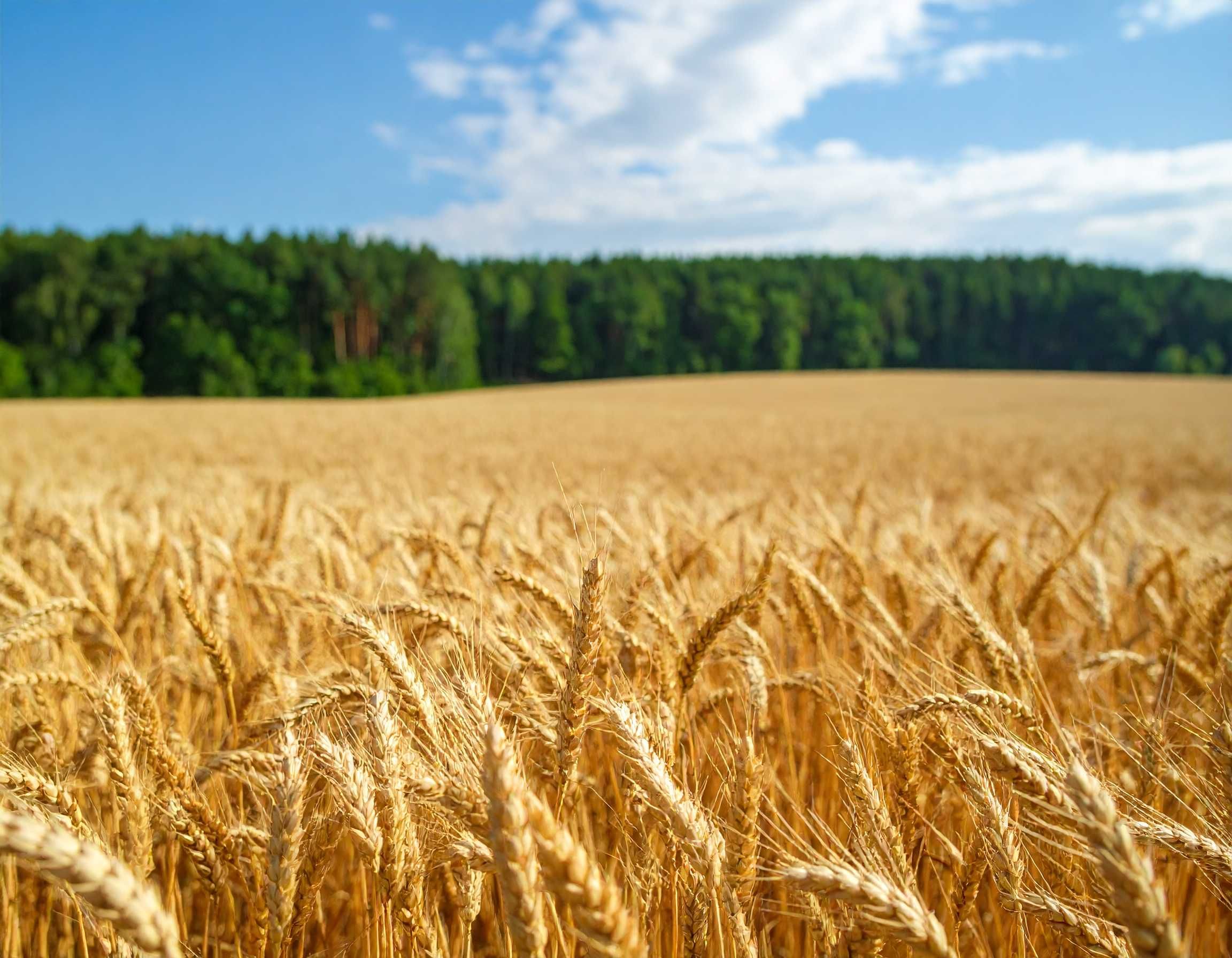 В продажу декілька земель сільхоз. призначення в Сумській області