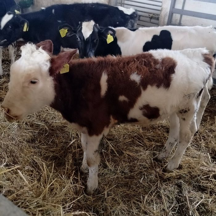 Sprzedam byczki i jałówki.