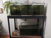 zestaw akwarium/krewetkarium