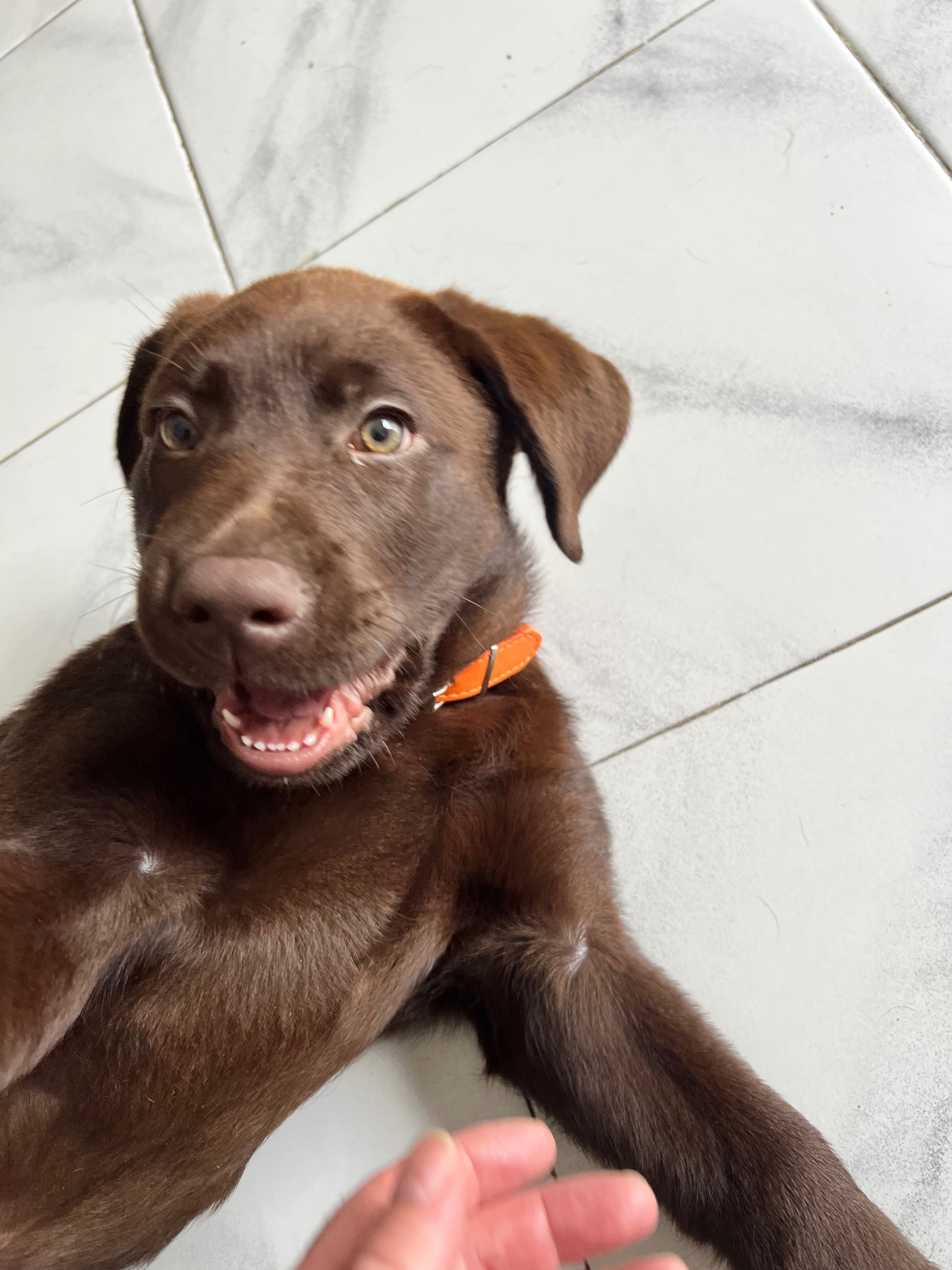 Labrador Retriever Inglês Chocolate – LOP – 12 Semanas – Macho Puro