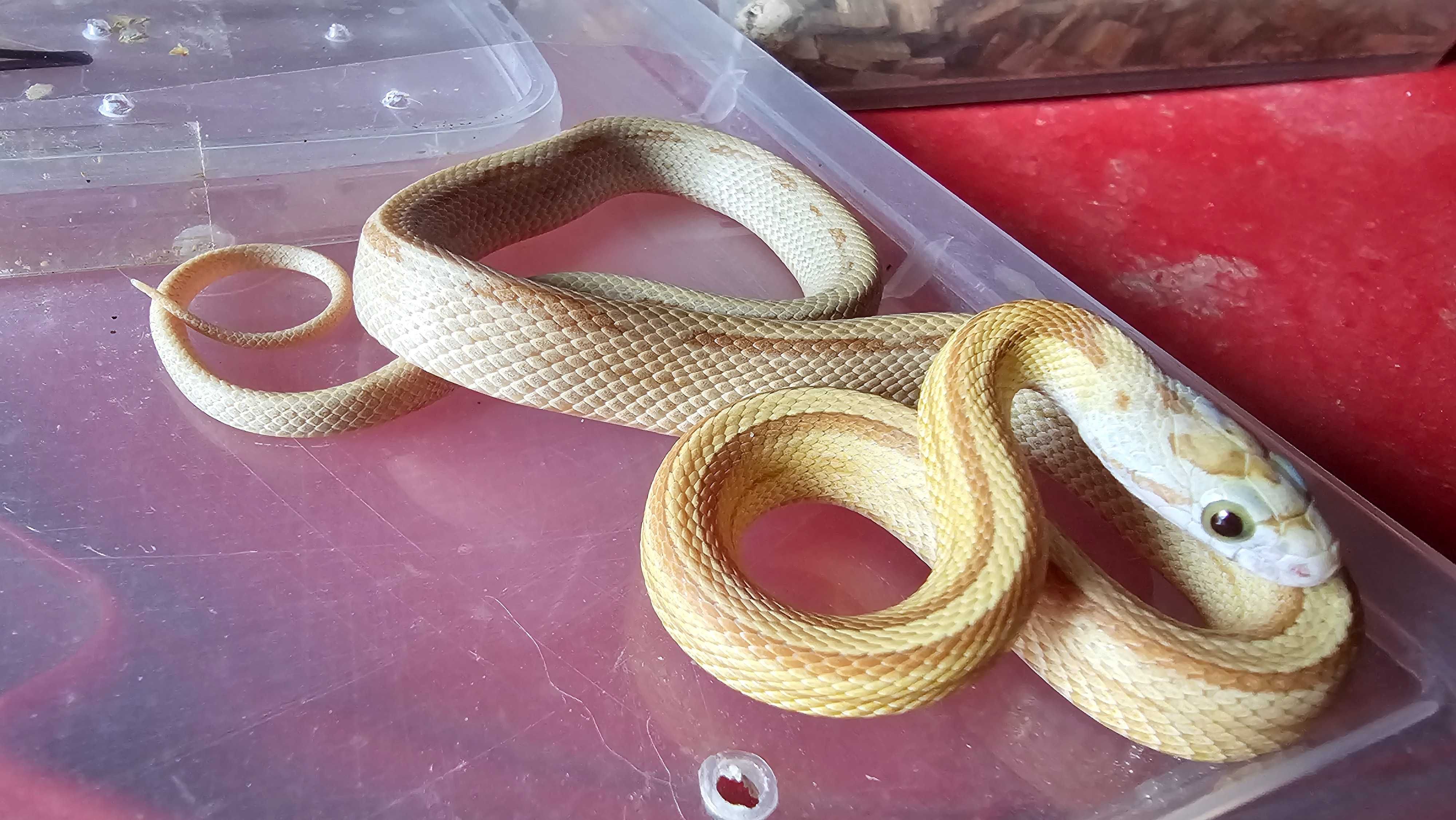 Wąż zbożowy odmiany barwne
