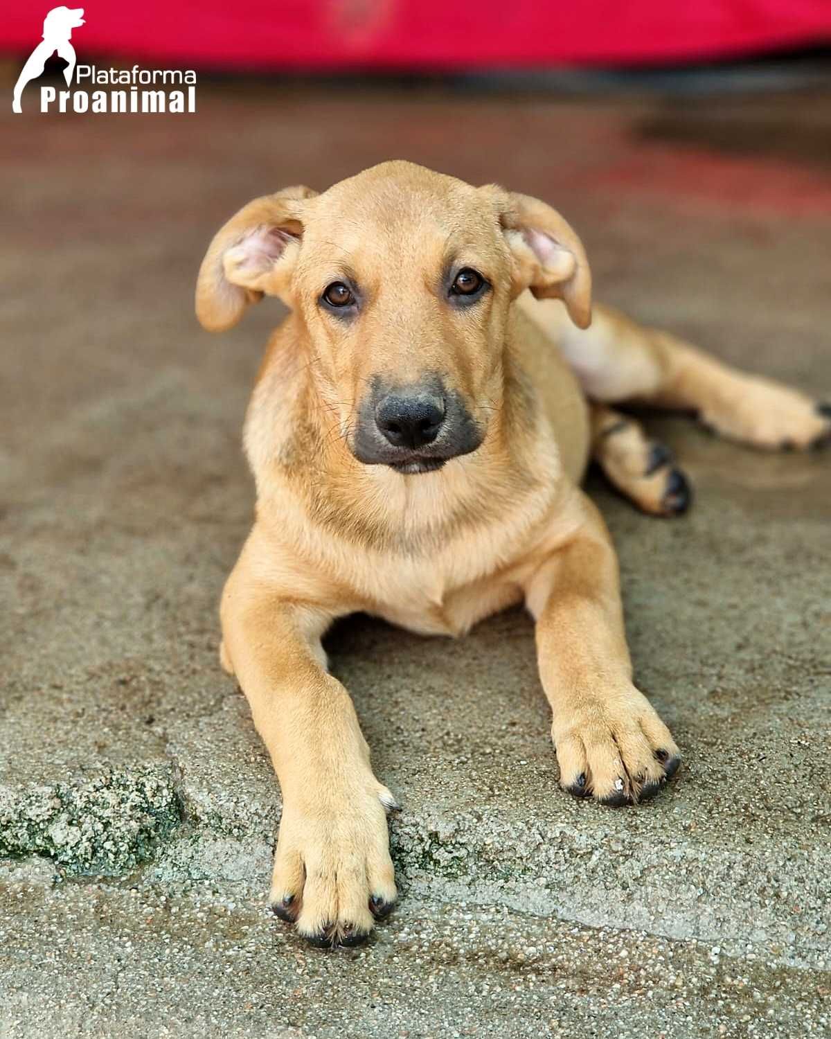 ELVIS - Cãozinho Bebe para Adoção