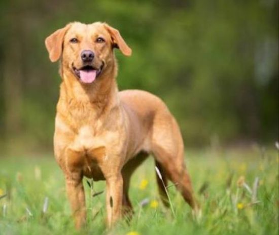 Отдам бесплатно лабрадора