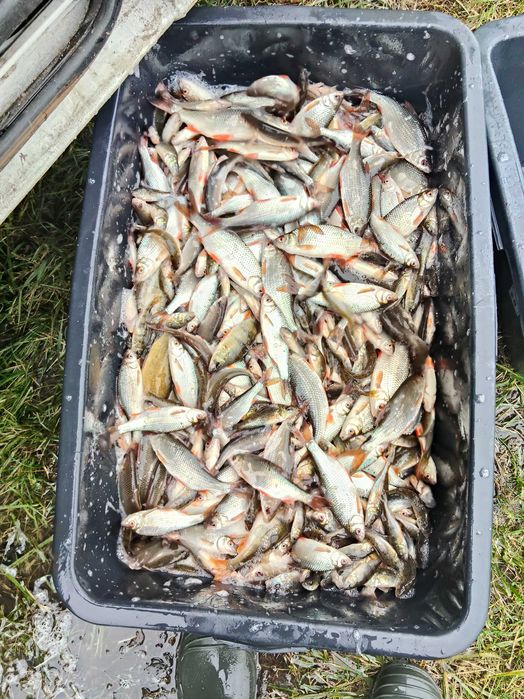 Sprzedam drobnicę 15 zł/ kg