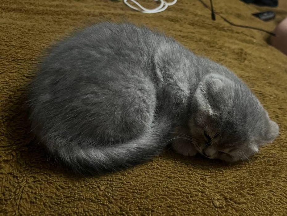 Висловухий котик