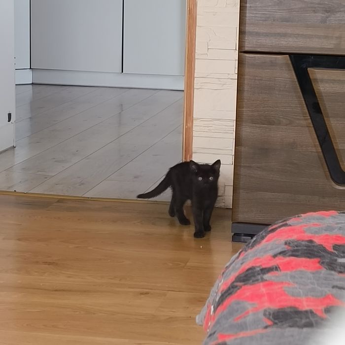 oddam za darmo małego czarnego kotka