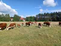 Krowy HEREFORD małe stado lub pojedyncze