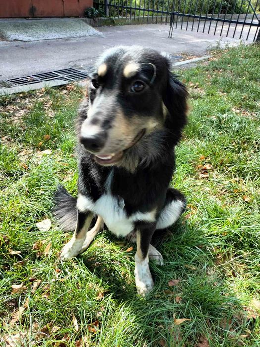 Віддам собаку безкоштовно Тамерлан