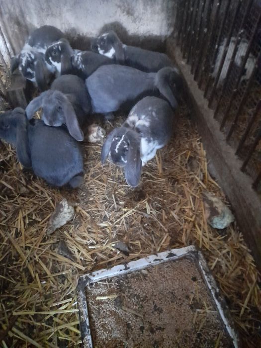 Samice baran francuski