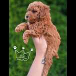 Pudel toy teacup OSTATNI red badania wyprawka paszport