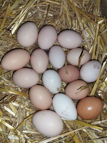 Świeże wiejskie jajka