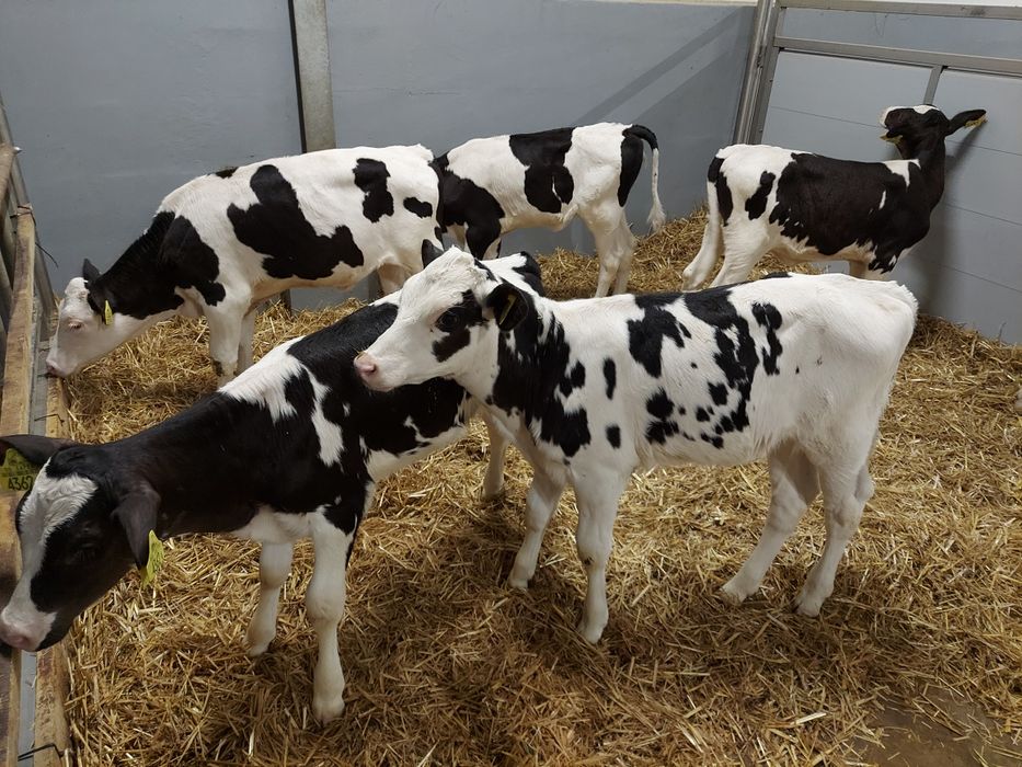 Jalowki hf odchowane Polskie