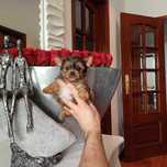 Yorkshire Terrier  Miniatura FEMEA BLACK MERLE