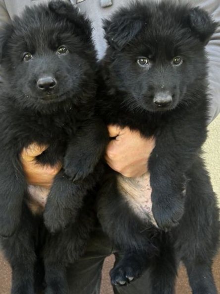 Owczarek  Niemiecki Czarne Piękne Suczki do rezerwacji